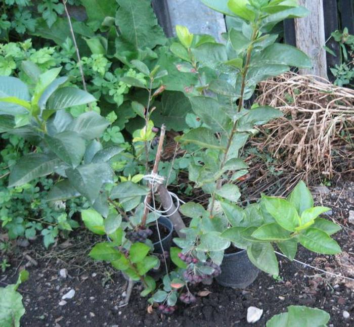 Aronia in august 2012; a mai crescut,are cativa ciorchini
