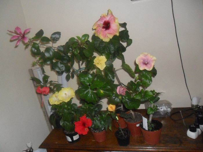 Hibiscus grup
