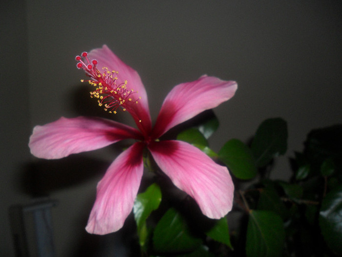 Hibiscus Fidjian Island