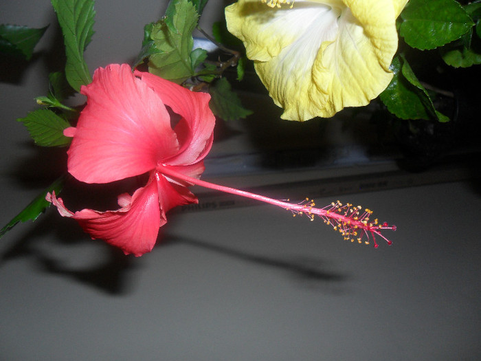 Hibiscus Andersonii