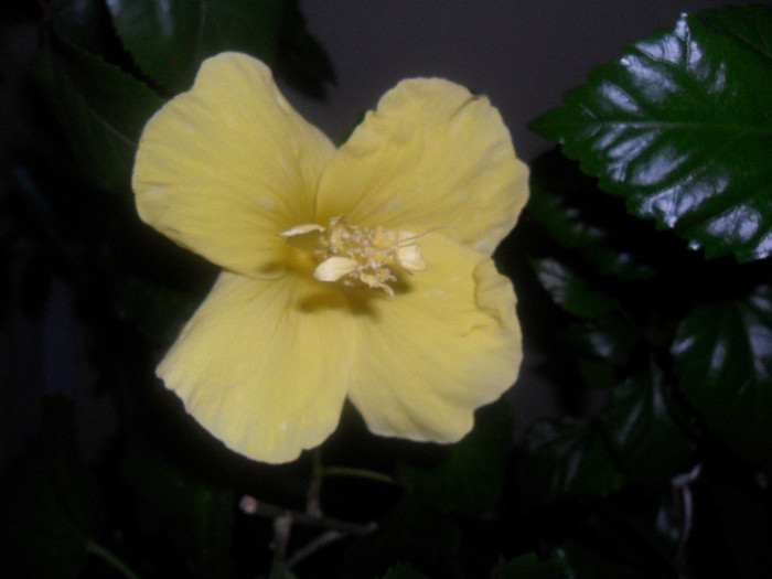 Hibiscus Senegal