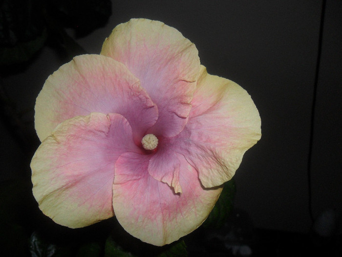 Hibiscus Love