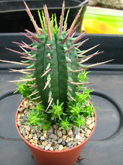 Euphorbia atrispina - Sorin