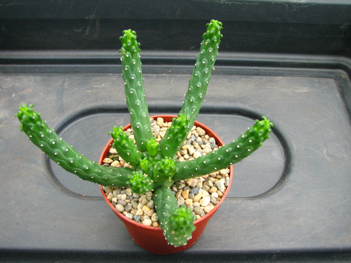 Euphorbia inermis - Sorin