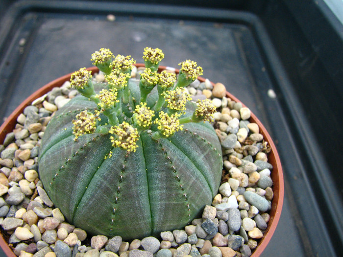 Euphorbia obesa - Sorin
