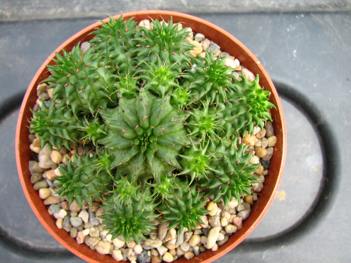 Euphorbia suzannae - Sorin