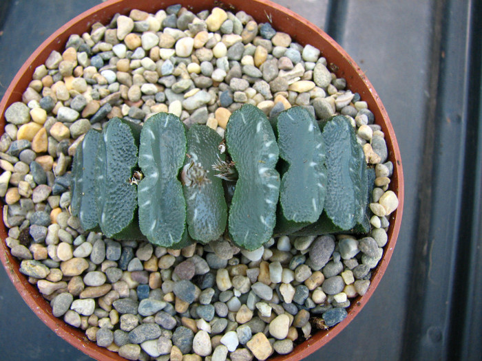 Haworthia truncata