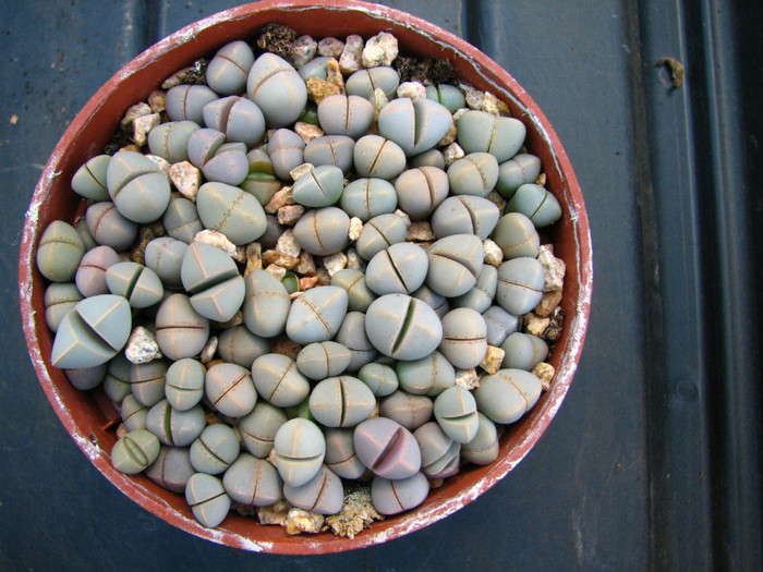 Lapidaria margaretae - Sorin