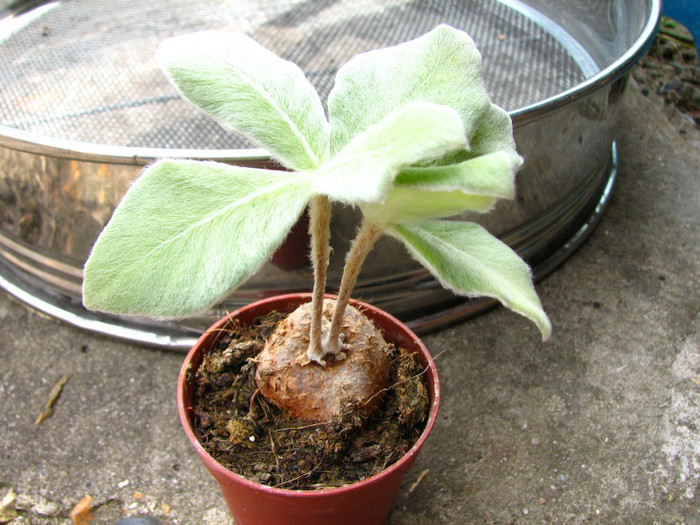 Sinningia leucotricha