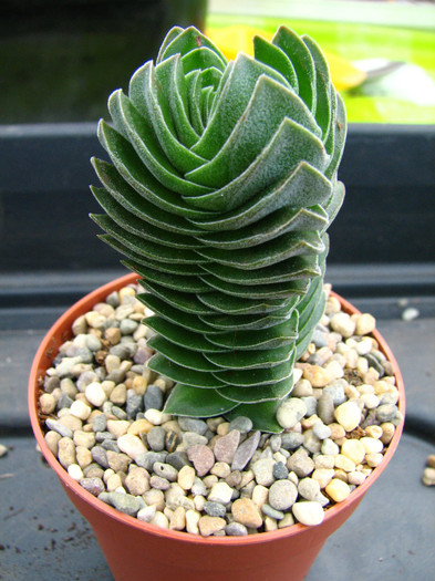 Crassula Buddha's Temple