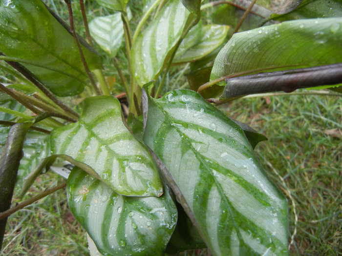 Calathea Compact Star (2012, Aug.13)