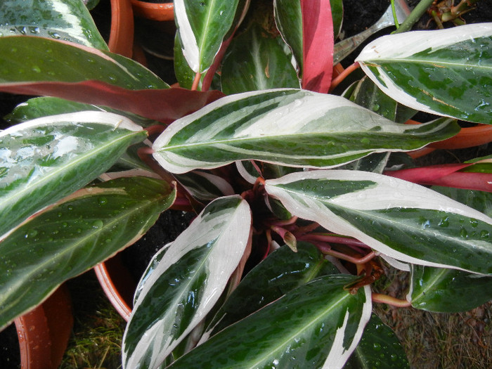 Calathea Triostar (2012, Aug.11) - Calathea Triostar