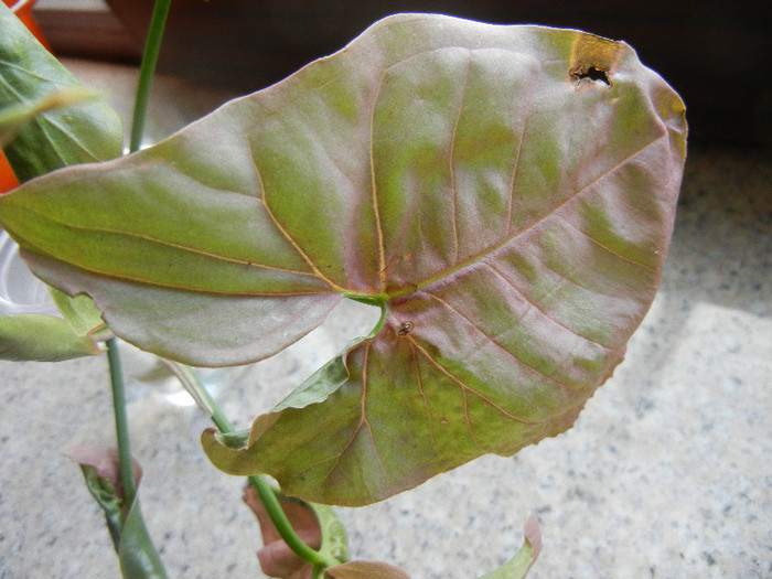 Pink Syngonium (2012, Aug.13)