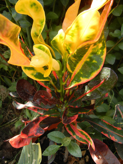 Codiaeum Curly Boy (2012, Aug.13)