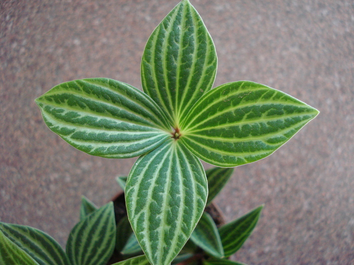 Peperomia puteolata (2009, May 28)