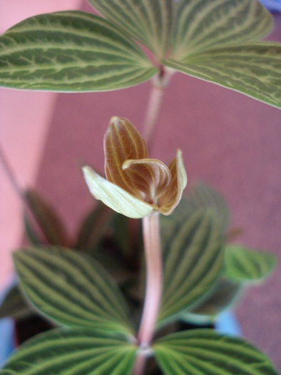 Peperomia puteolata (2009, May 28)