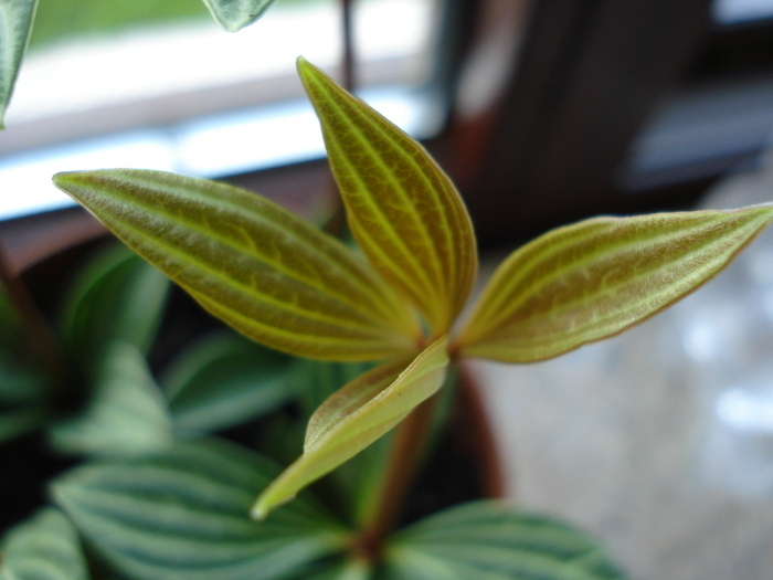 Parallel Peperomia (2009, June 01)