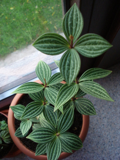 Parallel Peperomia (2009, Nov.12)