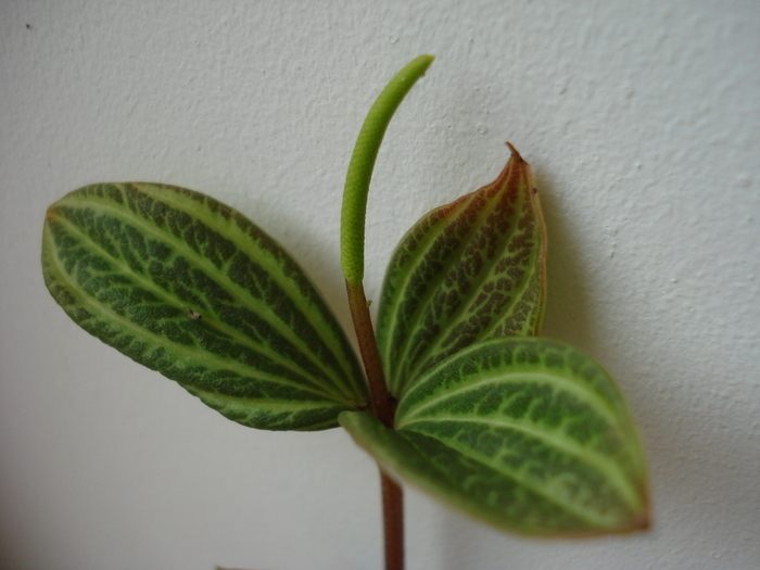 Peperomia puteolata (2010, May 16)