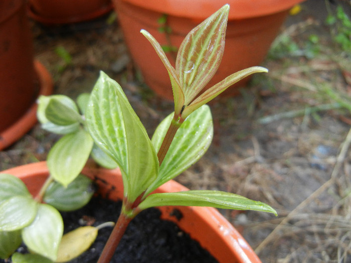 Peperomia puteolata (2012, Aug.13) - Peperomia puteolata