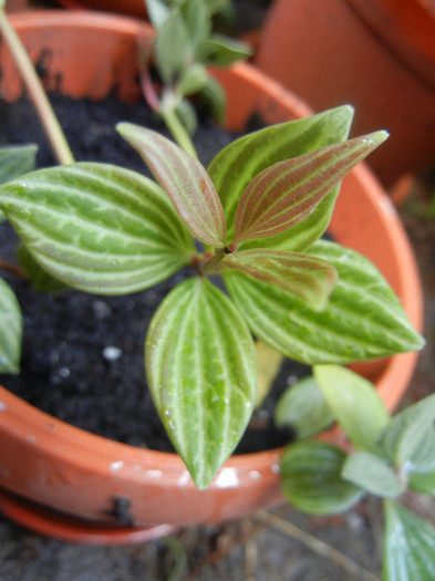 Peperomia puteolata (2012, Aug.13)