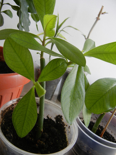 Synadenium cupulare (2012, Aug.13)