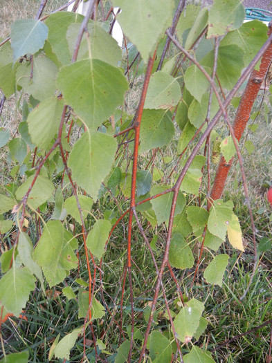 Betula pendula Youngii (2012, Aug.11) - Betula pendula Youngii