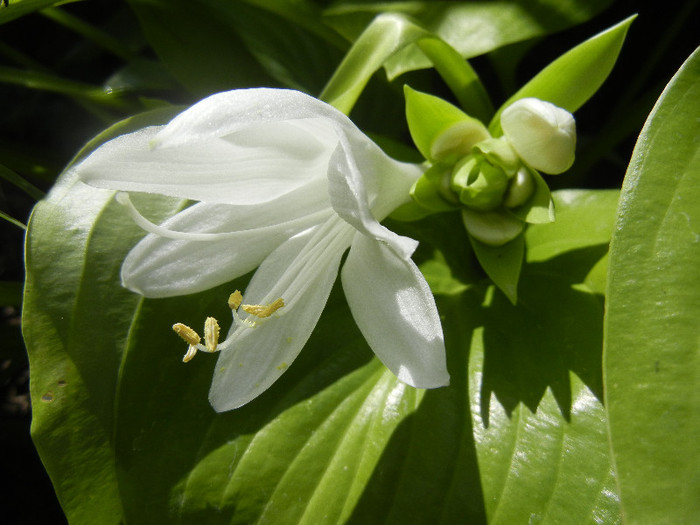 Hosta_Plantain Lily (2012, August 13) - LILY Plantain Lily Hosta