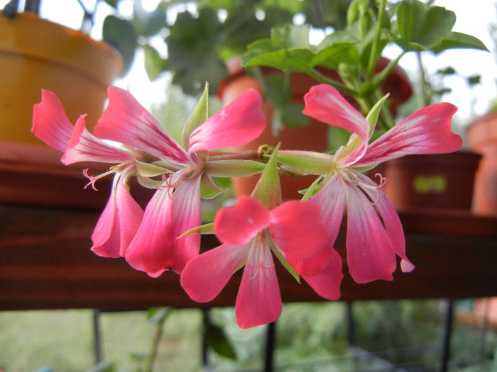 Ivy geranium Bicolor (2012, Aug.11)