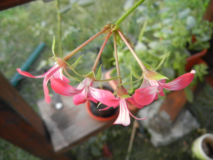 Ivy geranium Bicolor (2012, Aug.11) - Ivy-geranium Bicolor