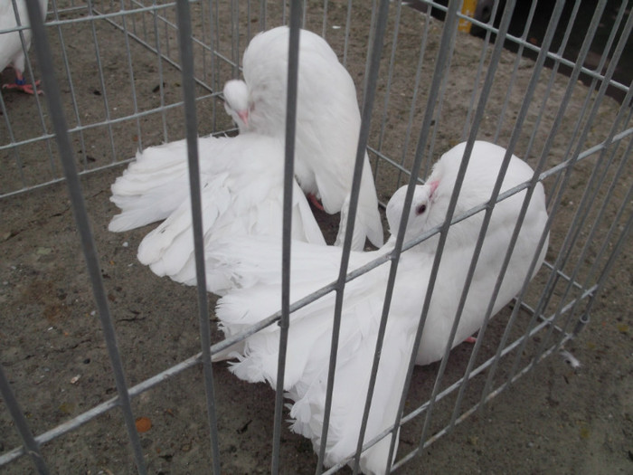 BOLNAVI DE......FRUMOSI