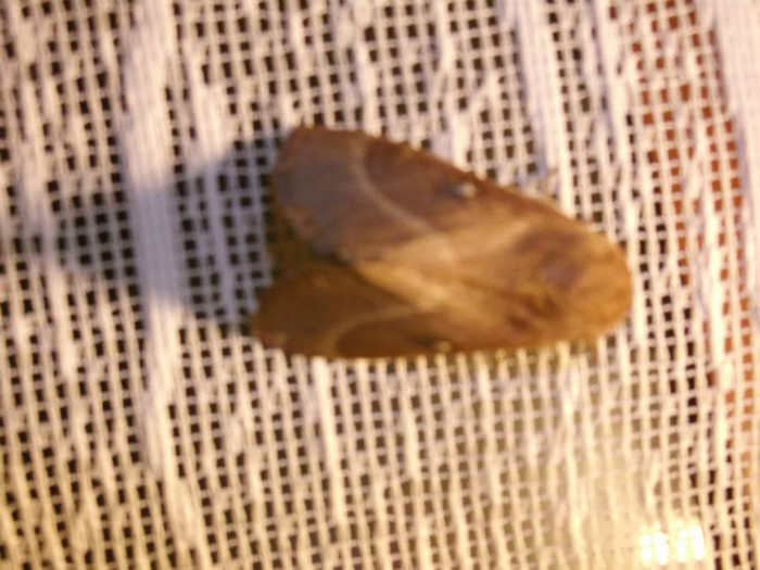 un fluture cu ........perdea