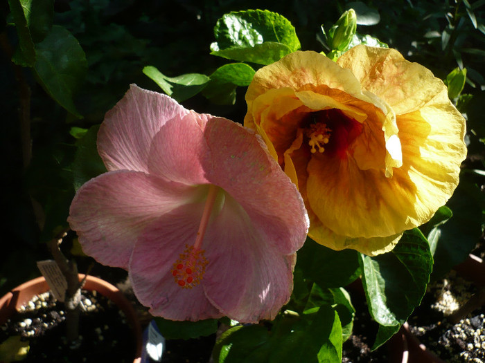 P1170099 - HIBISCUSI 2012-4