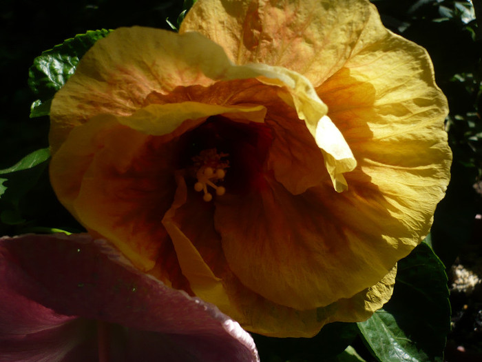 P1170102 - HIBISCUSI 2012-4