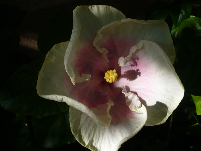 P1170104 - HIBISCUSI 2012-4