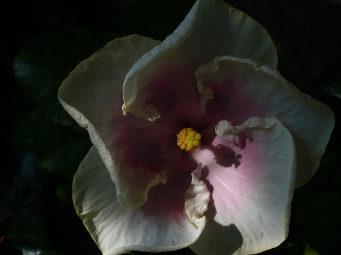 P1170105 - HIBISCUSI 2012-4