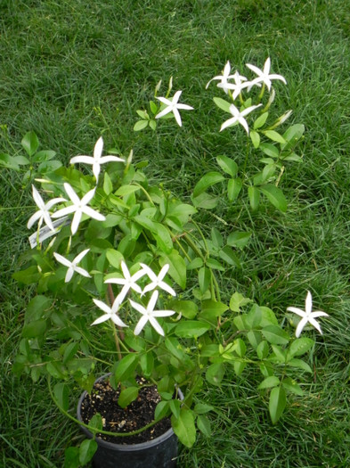 Azoricum-Star jasmine - Jasmin