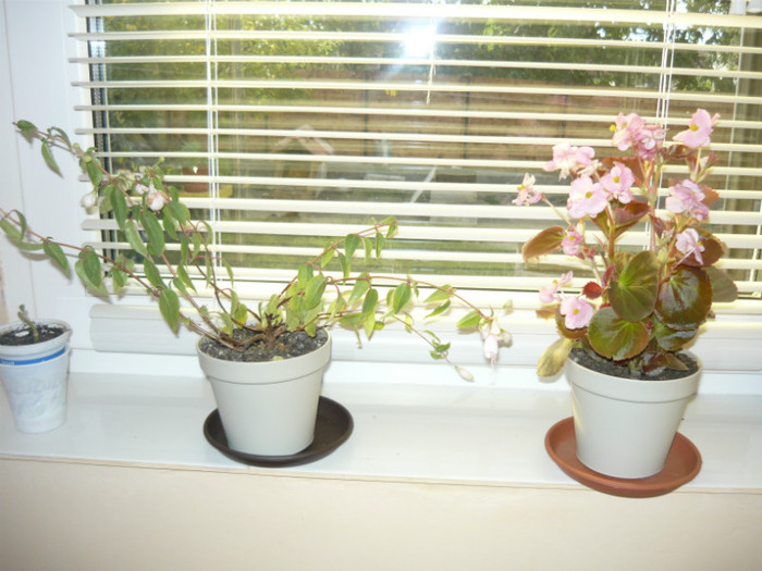 cercelus si begonia cerata