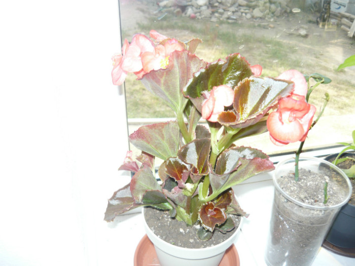 begonia rosie - achizitii 2012