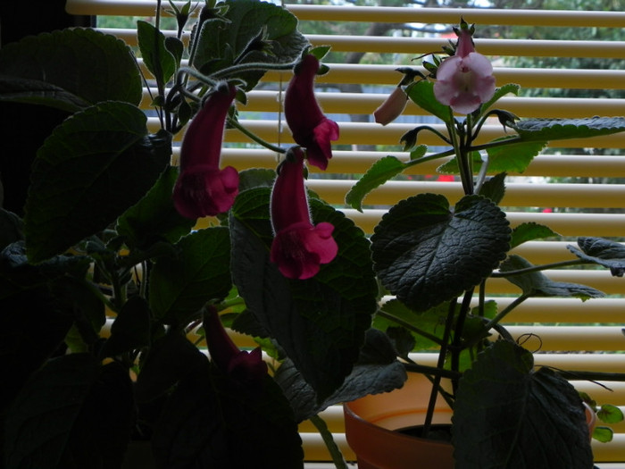 seminole & california gold - Sinningia