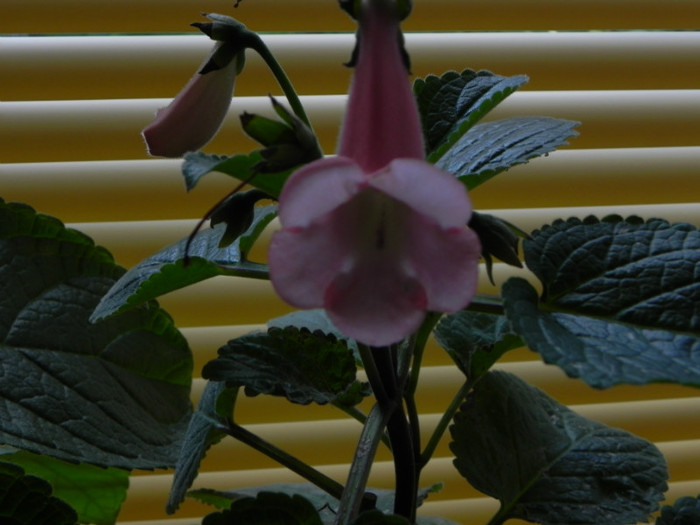 california gold - Sinningia