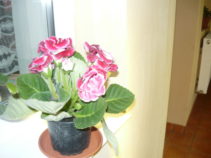 gloxinia - achizitii 2012