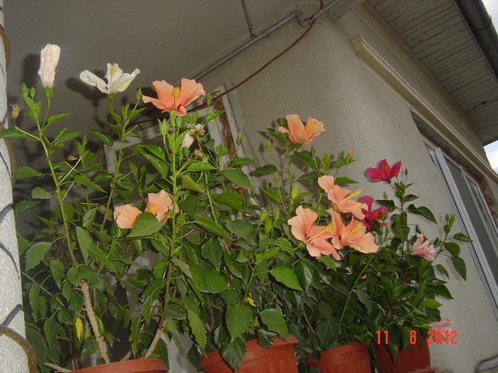 Picture 017 - 09-2012-HIBISCUS
