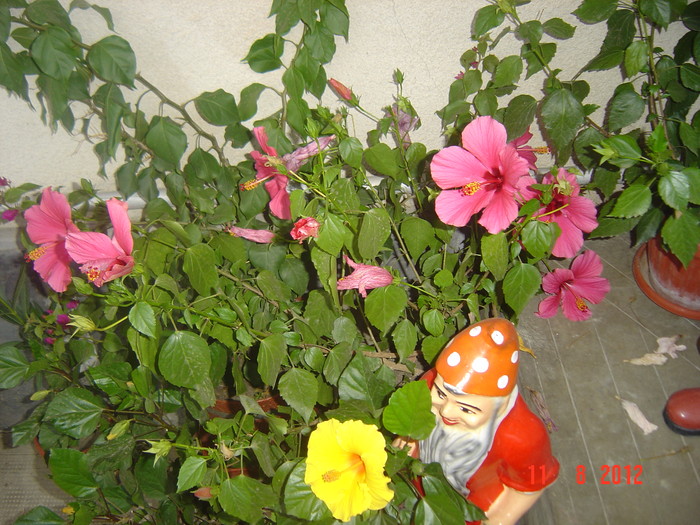 Picture 018 - 09-2012-HIBISCUS