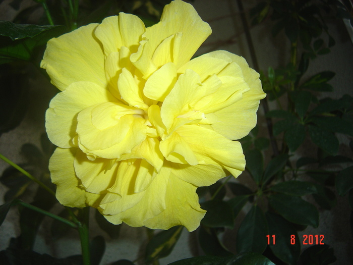 Picture 019 - 09-2012-HIBISCUS