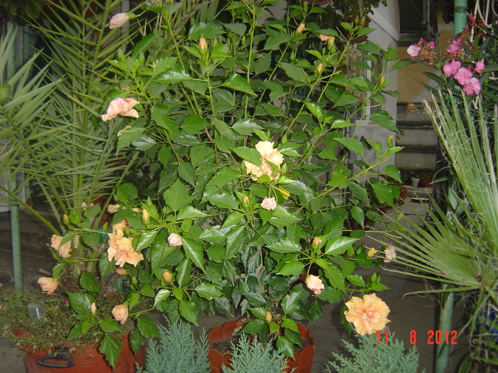 Picture 023 - 09-2012-HIBISCUS