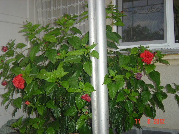 Picture 027 - 09-2012-HIBISCUS