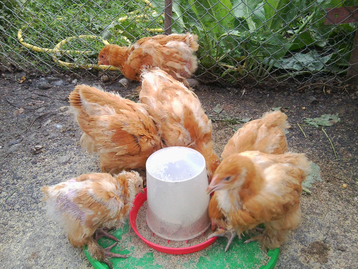 COCHINCHINA galben PUI