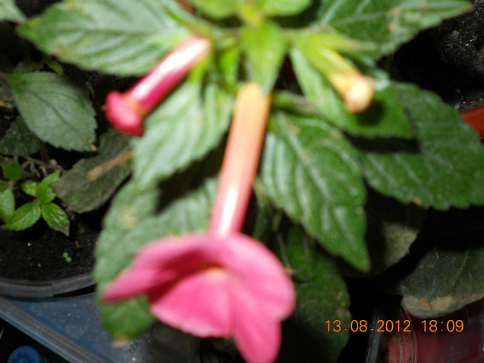 13.08.2012 012 - ACHIMENES- KOHLERIA SI EUCODONIA