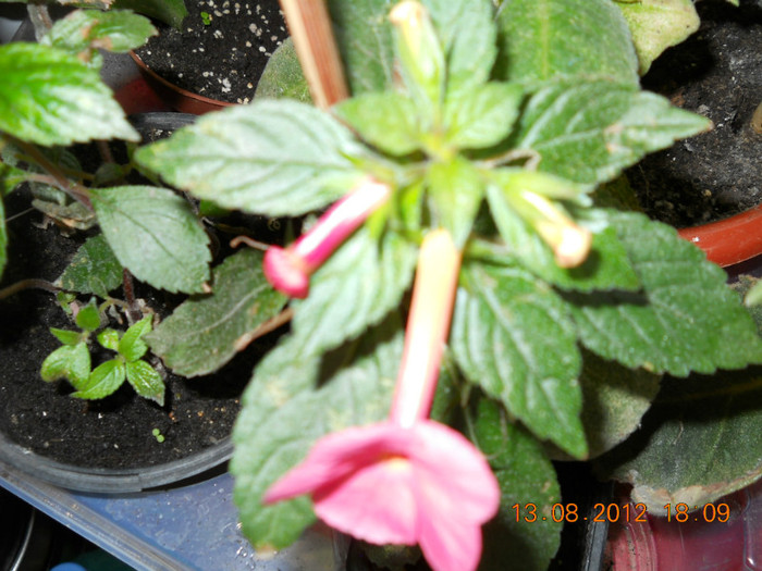 13.08.2012 013 - ACHIMENES- KOHLERIA SI EUCODONIA